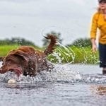 Retreiver Training