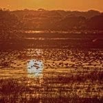 Wintering Waterfowl Texas